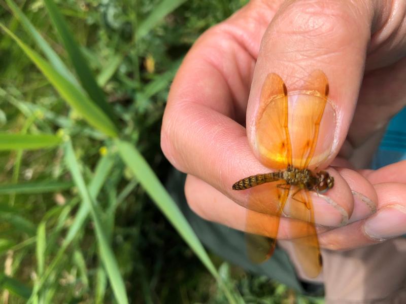 Photo of Eastern Amberwing