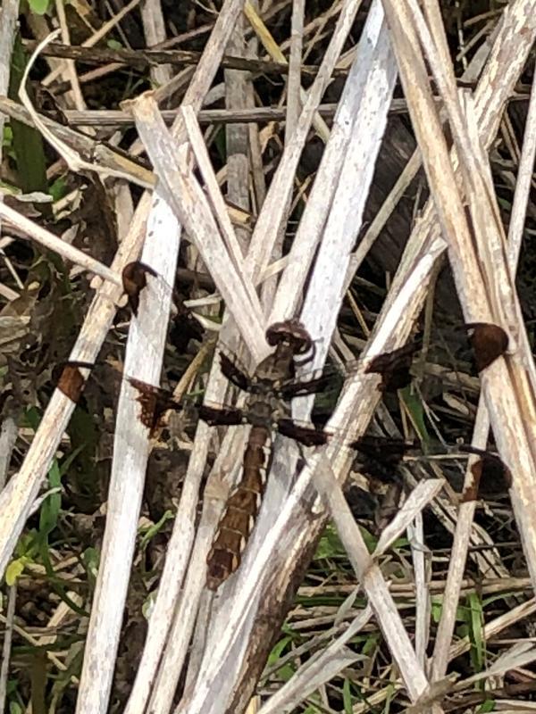 Photo of Common Whitetail