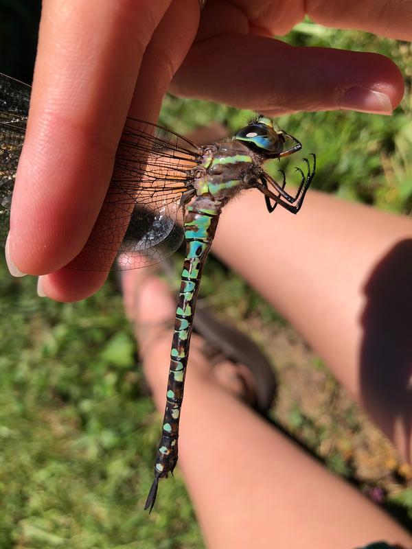 Photo of Spatterdock Darner