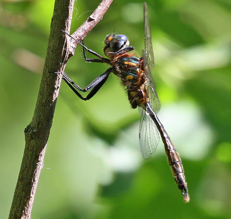 Photo of Brush-tipped Emerald