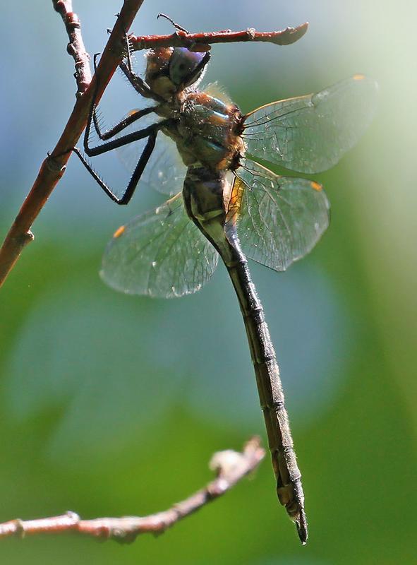 Photo of Kennedy's Emerald