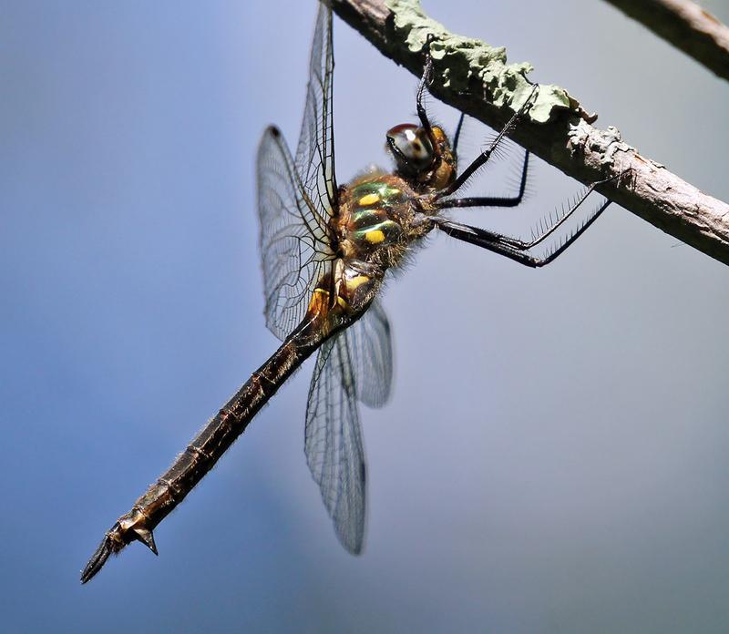 Photo of Ocellated Emerald