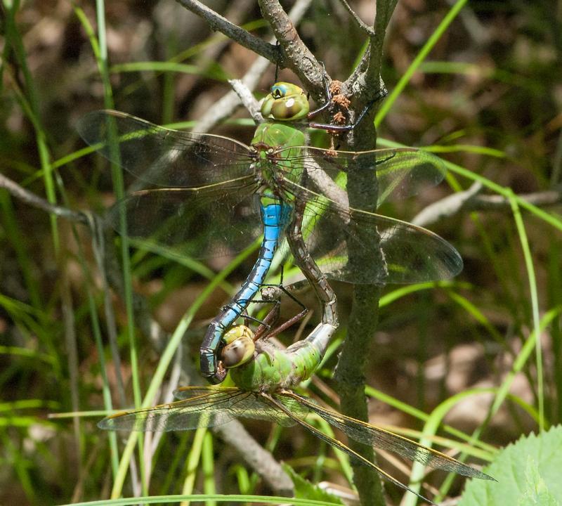 Photo of Common Green Darner