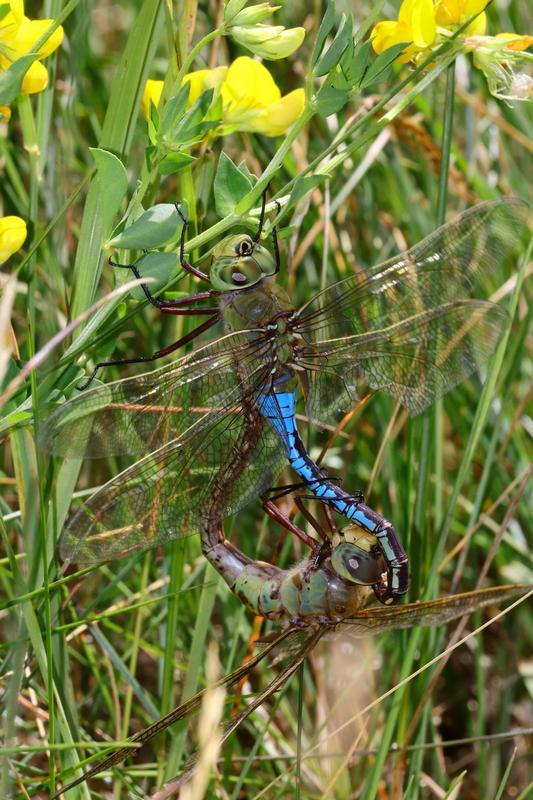 Photo of Common Green Darner