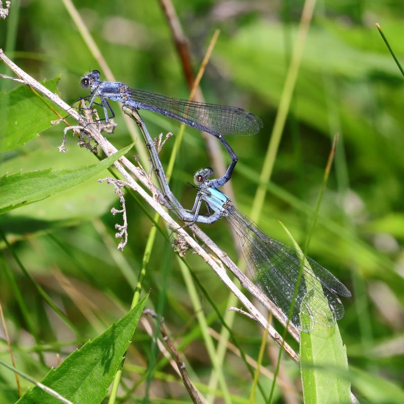 Photo of Powdered Dancer