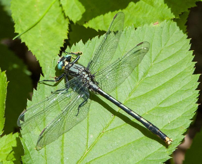 Photo of Lilypad Clubtail