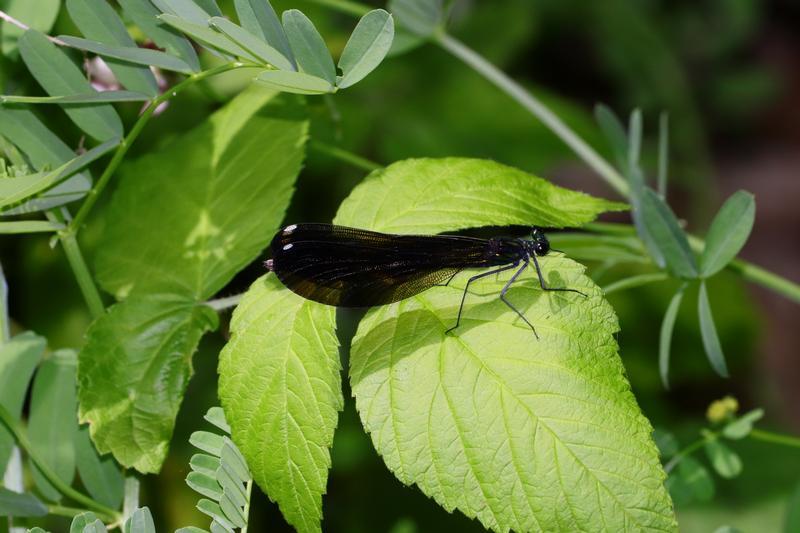 Photo of Ebony Jewelwing