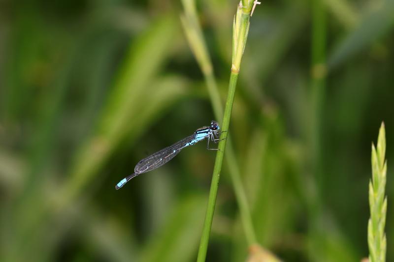 Photo of Skimming Bluet