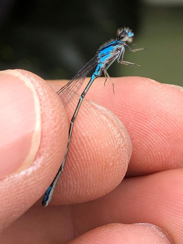 Photo of Skimming Bluet