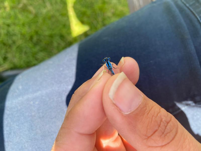 Photo of Hagen's Bluet