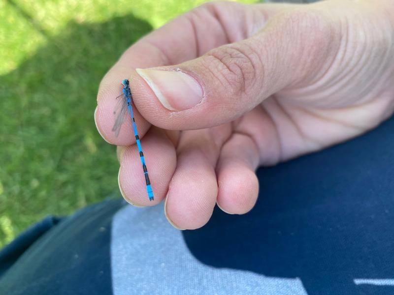 Photo of Hagen's Bluet