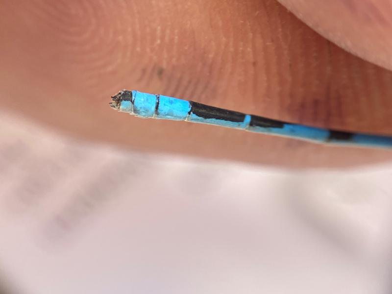 Photo of Hagen's Bluet