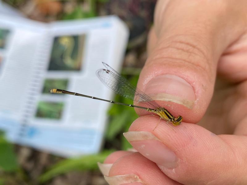 Photo of Orange Bluet