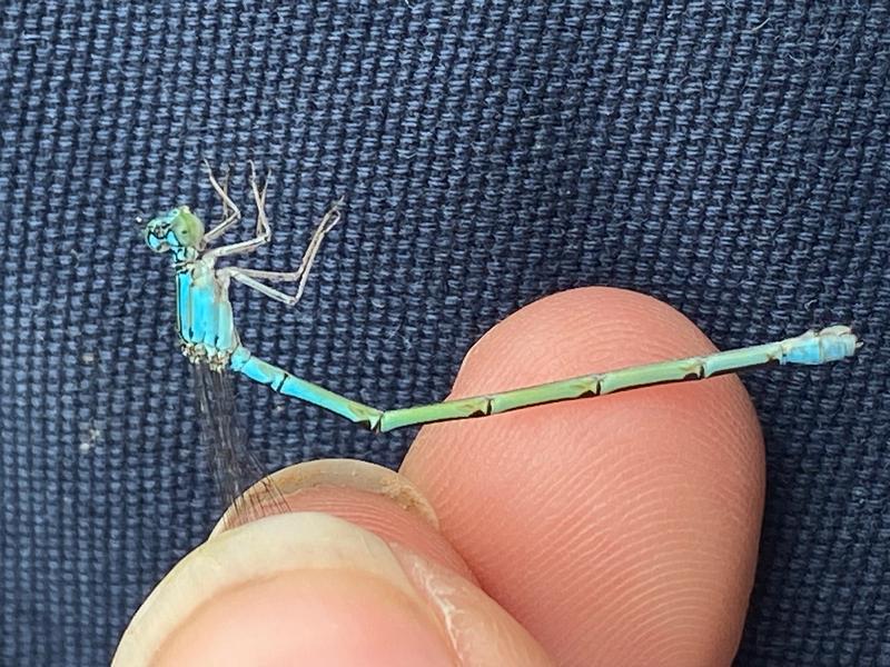 Photo of Slender Bluet