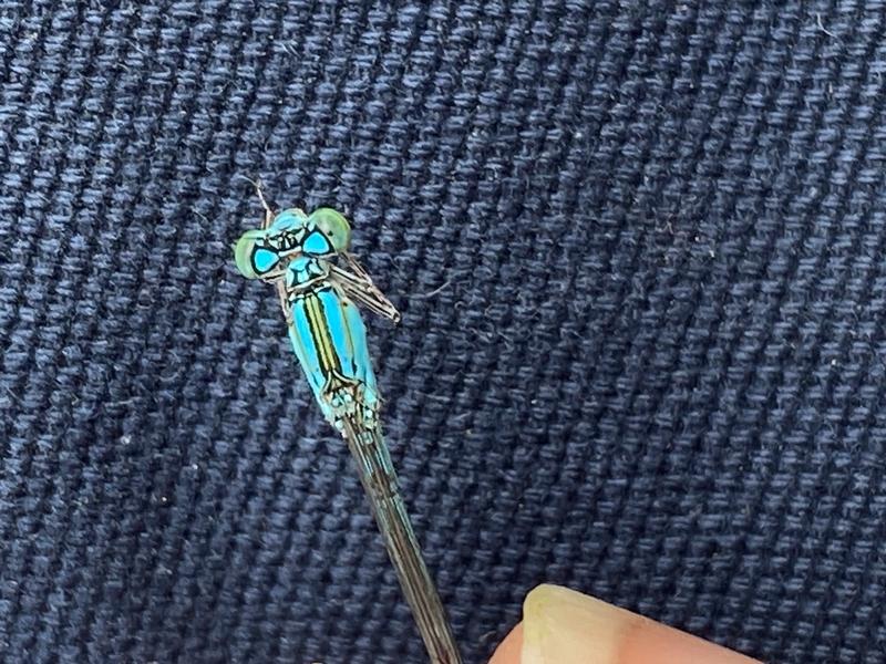 Photo of Slender Bluet