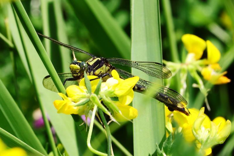 Photo of Skillet Clubtail