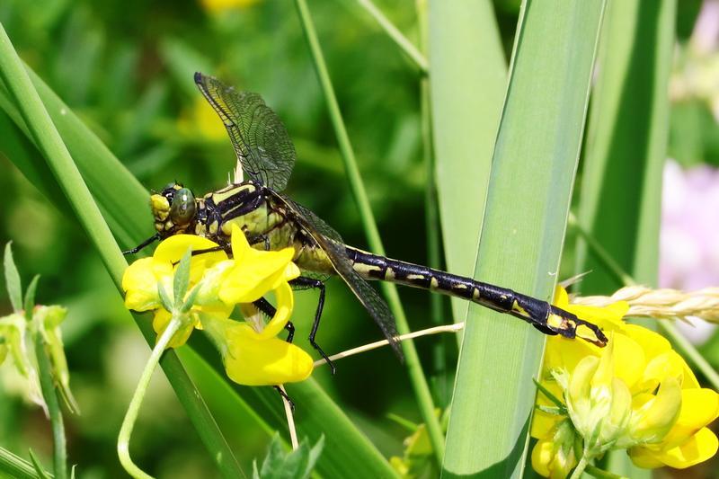 Photo of Skillet Clubtail