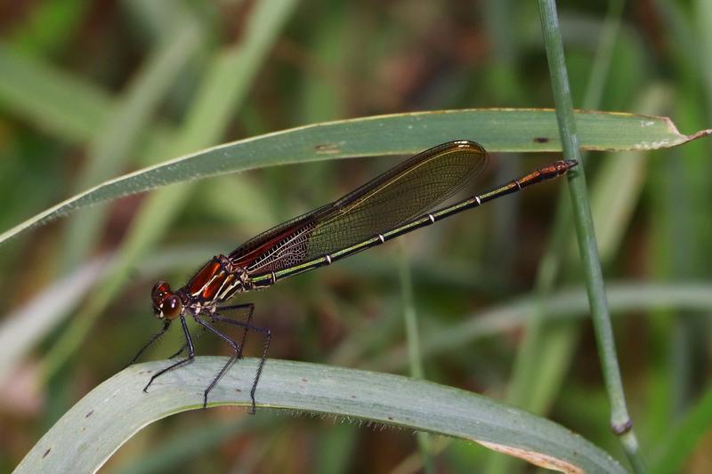 Photo of American Rubyspot