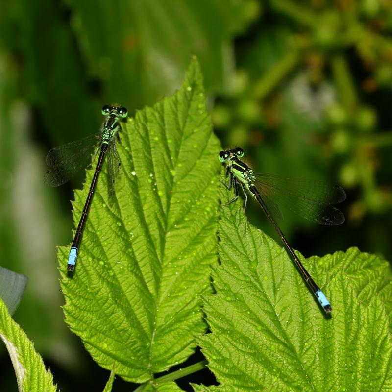 Photo of Eastern Forktail