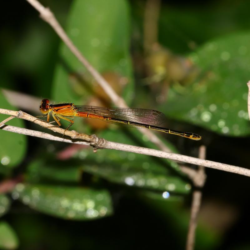 Photo of Eastern Forktail