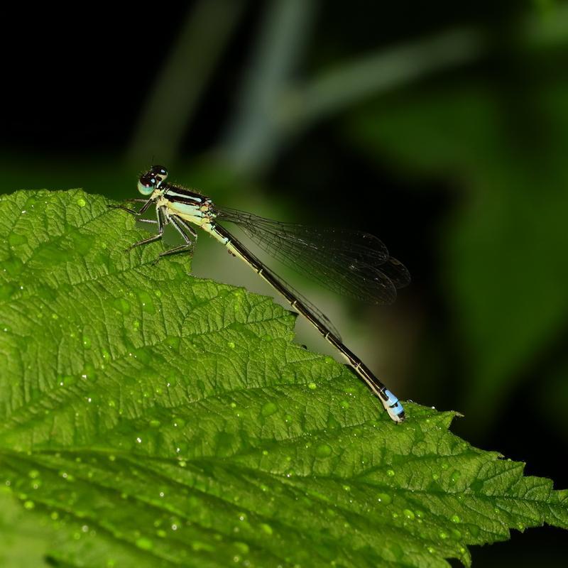 Photo of Eastern Forktail