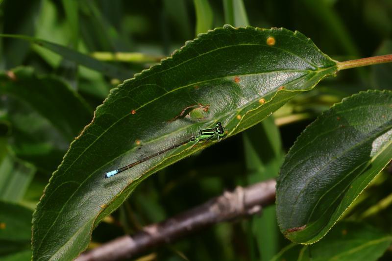 Photo of Eastern Forktail