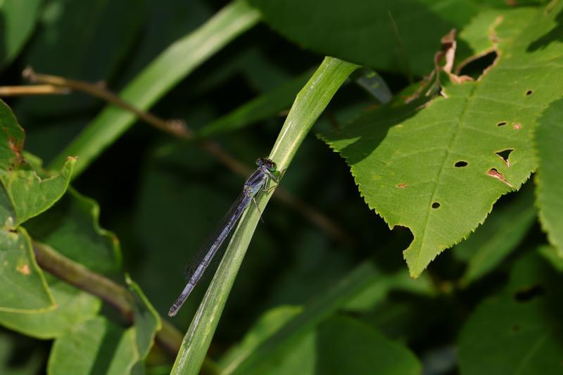 Photo of Eastern Forktail