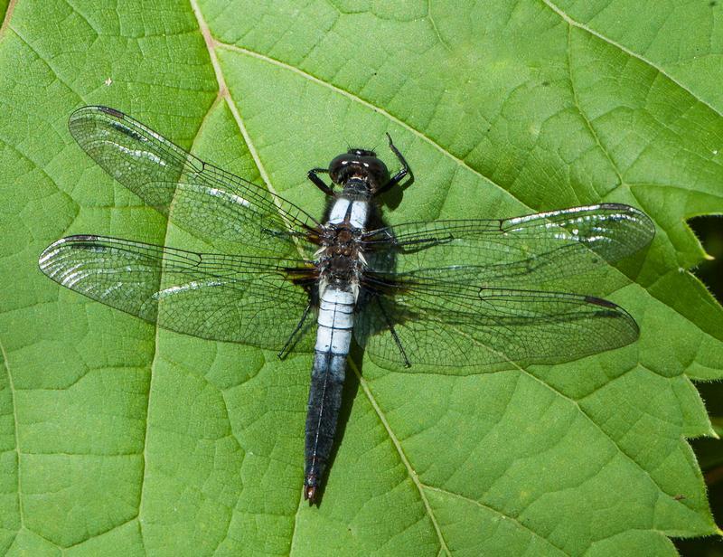 Photo of Chalk-fronted Corporal