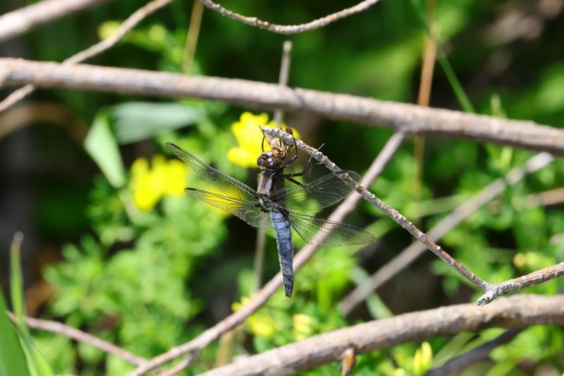 Photo of Chalk-fronted Corporal