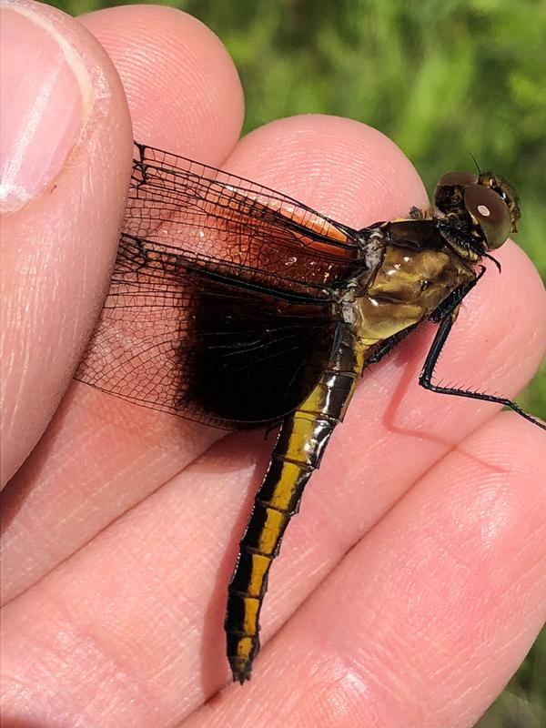 Photo of Widow Skimmer