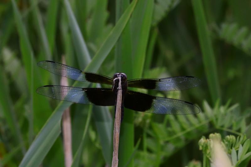 Photo of Widow Skimmer