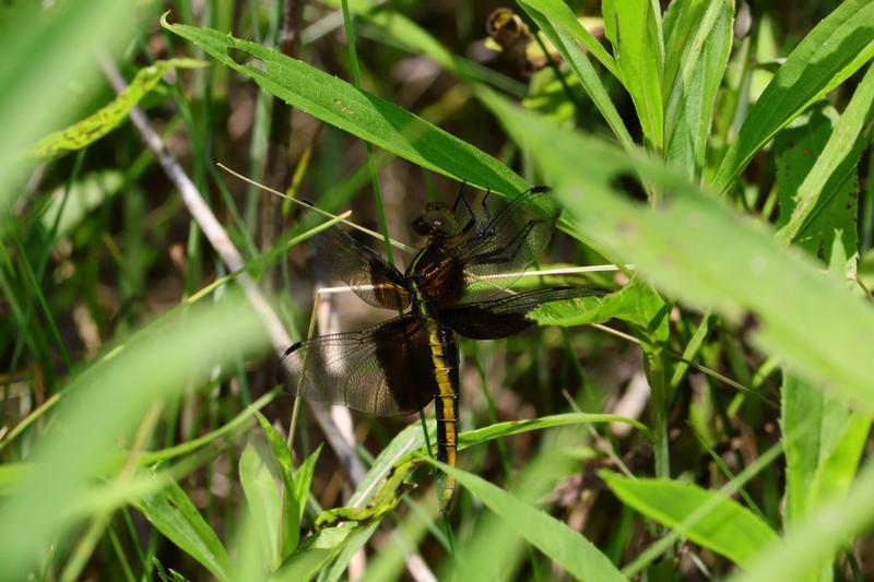 Photo of Widow Skimmer