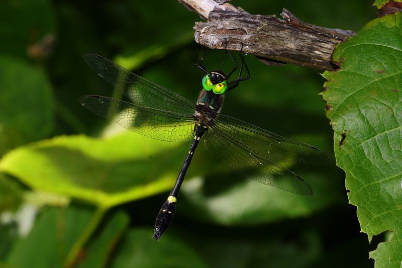 Photo of Swift River Cruiser (Illinois River Cruiser ssp.)