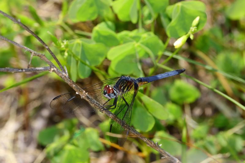Photo of Blue Dasher
