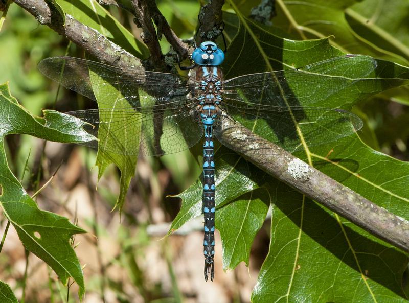 Photo of Spatterdock Darner