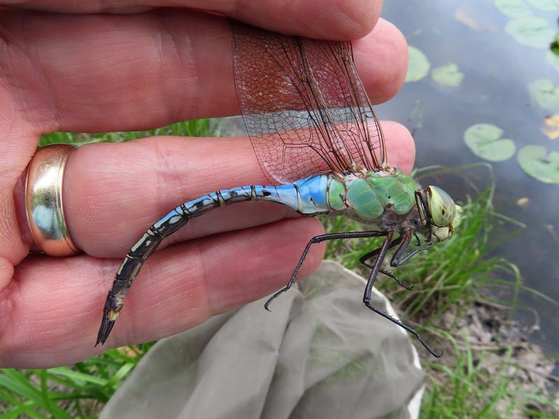 Photo of Common Green Darner