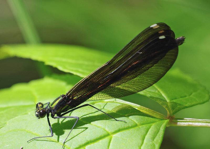 Photo of Ebony Jewelwing