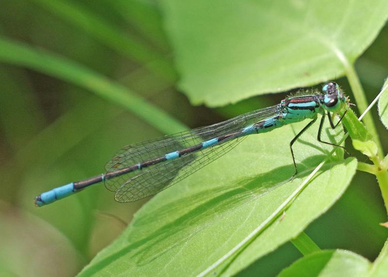 Photo of Taiga Bluet