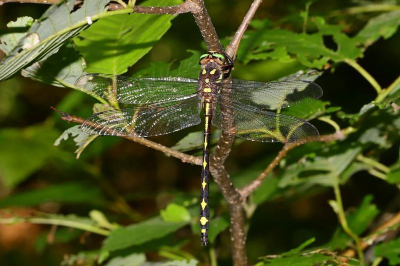 Photo of Arrowhead Spiketail