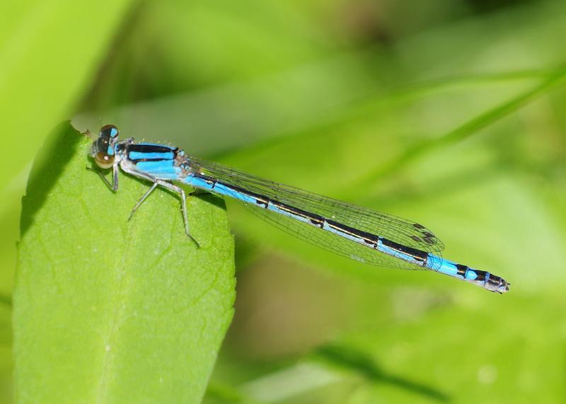 Photo of Azure Bluet