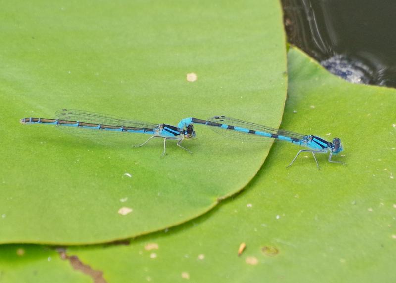 Photo of Marsh Bluet