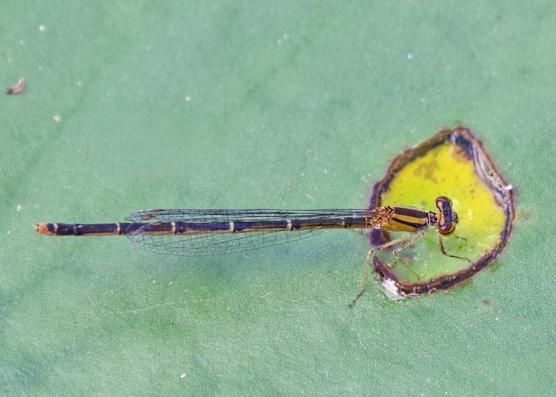 Photo of Orange Bluet