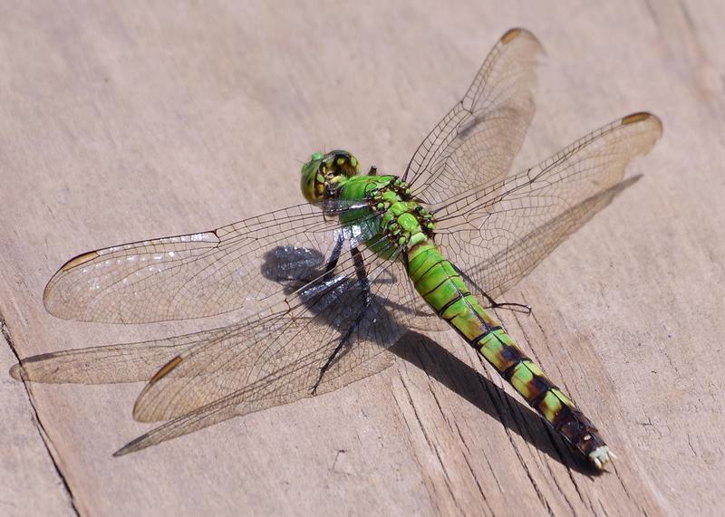 Photo of Eastern Pondhawk