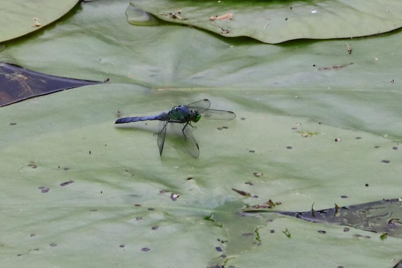 Photo of Eastern Pondhawk