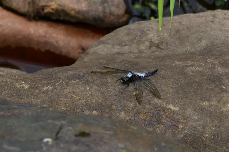 Photo of Chalk-fronted Corporal