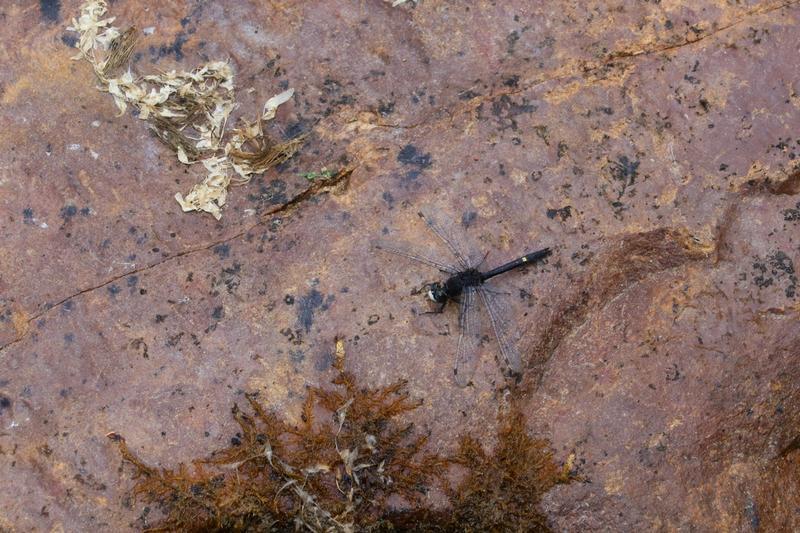 Photo of Dot-tailed Whiteface