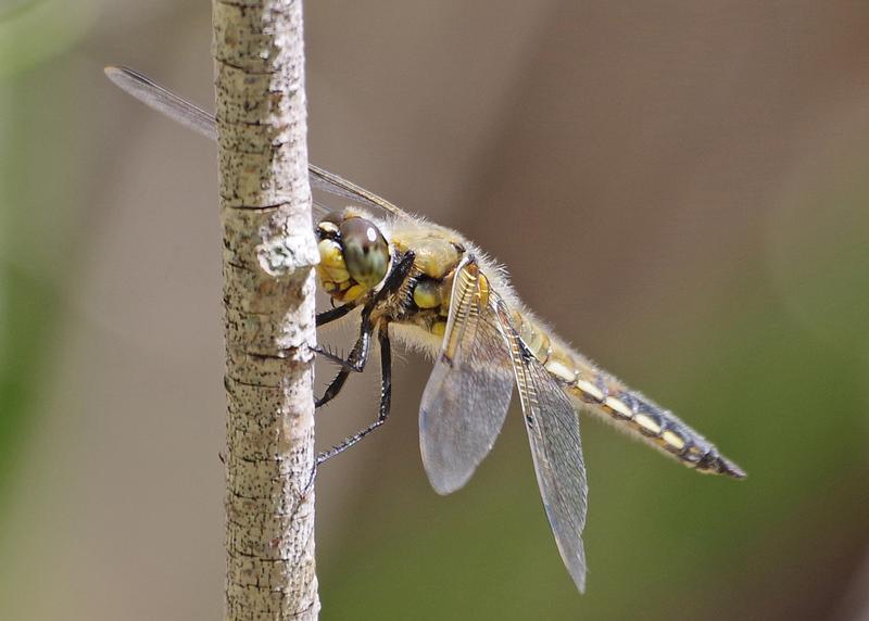 Photo of Four-spotted Skimmer