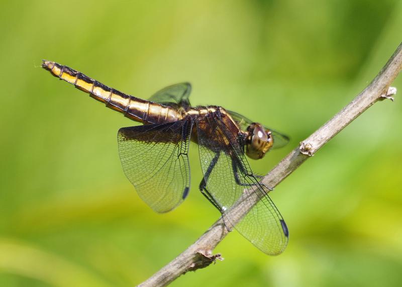 Photo of Widow Skimmer