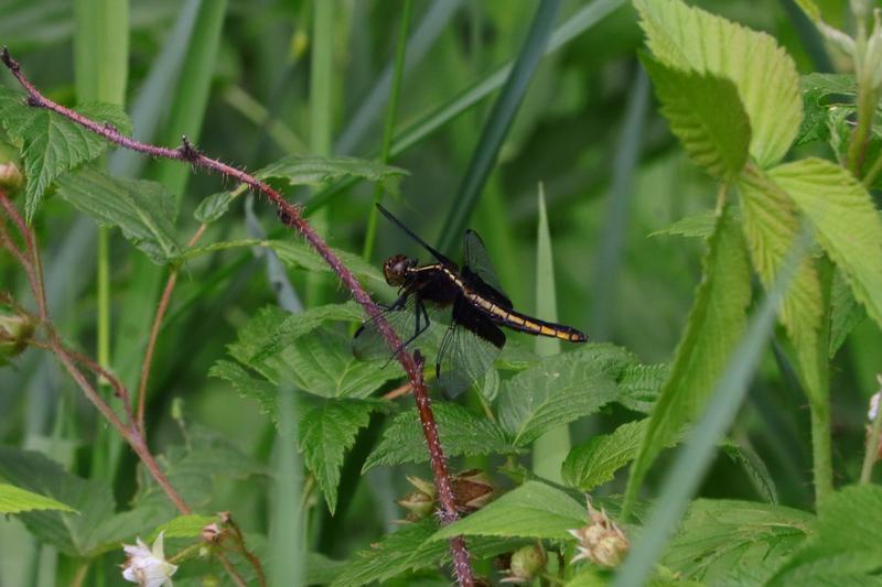 Photo of Widow Skimmer