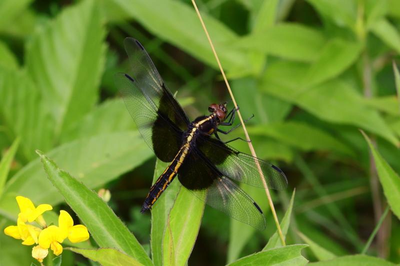 Photo of Widow Skimmer